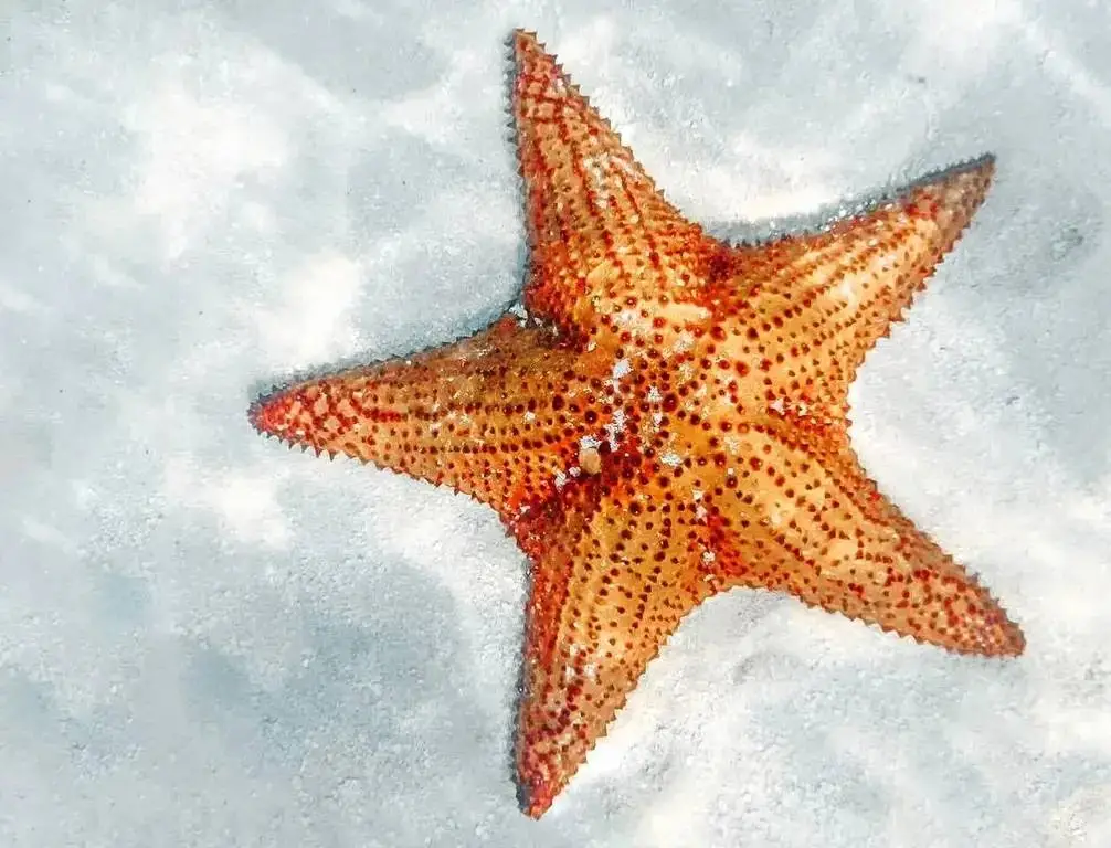 Saona Island