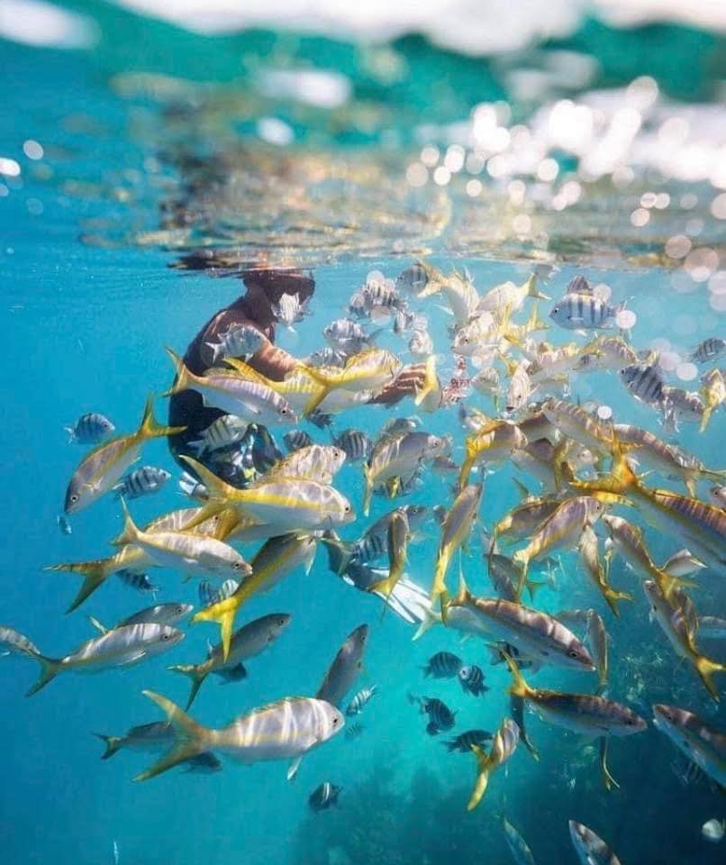 Isla Saona Tropical Fish: Colorful Residents of the Reef