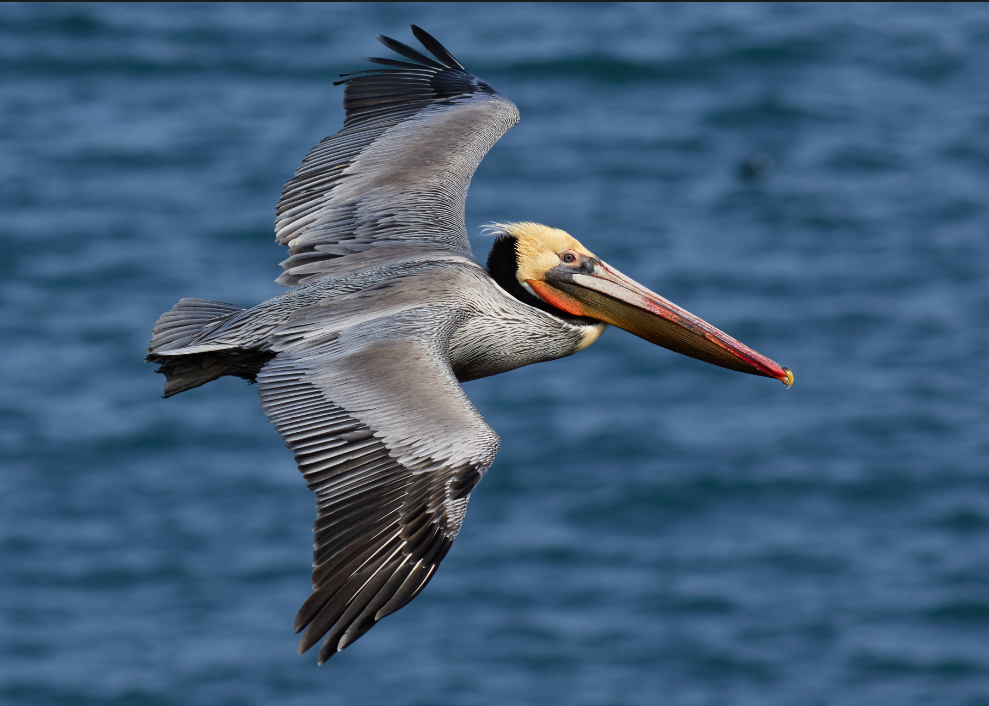 Saona Island Seabird Watching: Pelicans and Frigate Birds
